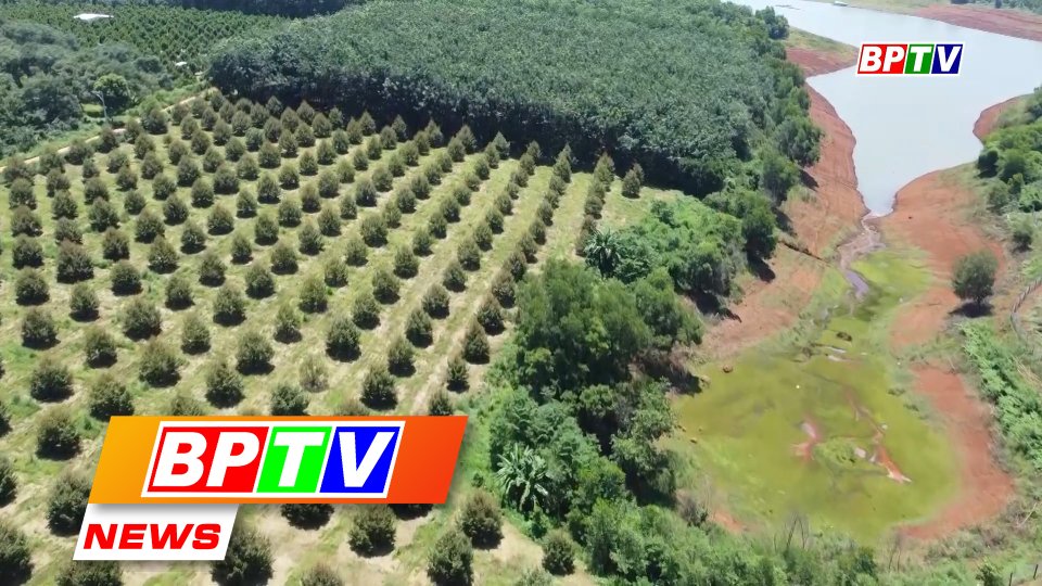 BPTV NEWS 30-9-2023: Binh Phuoc adapts to EU Deforestation Regulation
