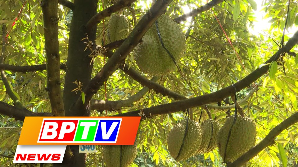 BPTV NEWS 3-4-2023: Durian to make breakthrough for Việt Nam's fruit exports