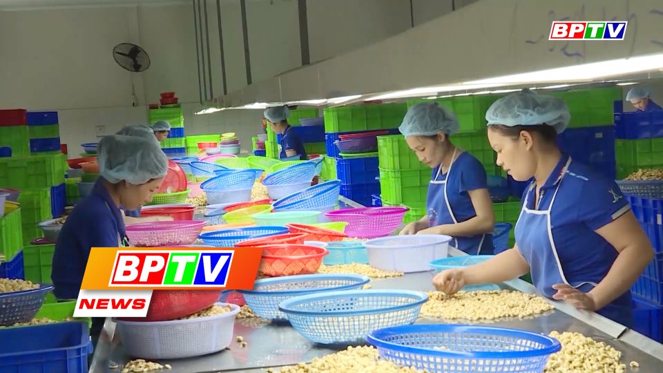 BPTV NEWS 3-8-2022: Binh Phuoc cashew nut exports near 1.2 billion USD