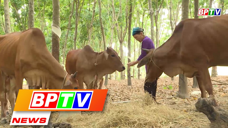 BPTV NEWS 4-5-2022: Binh Phuoc cuts poor ethnic minority households by nearly 1,300