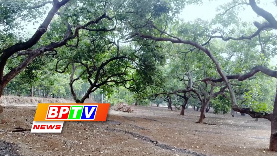 BPTV NEWS 4-5-2024: Cashew trees hold potential in carbon credits