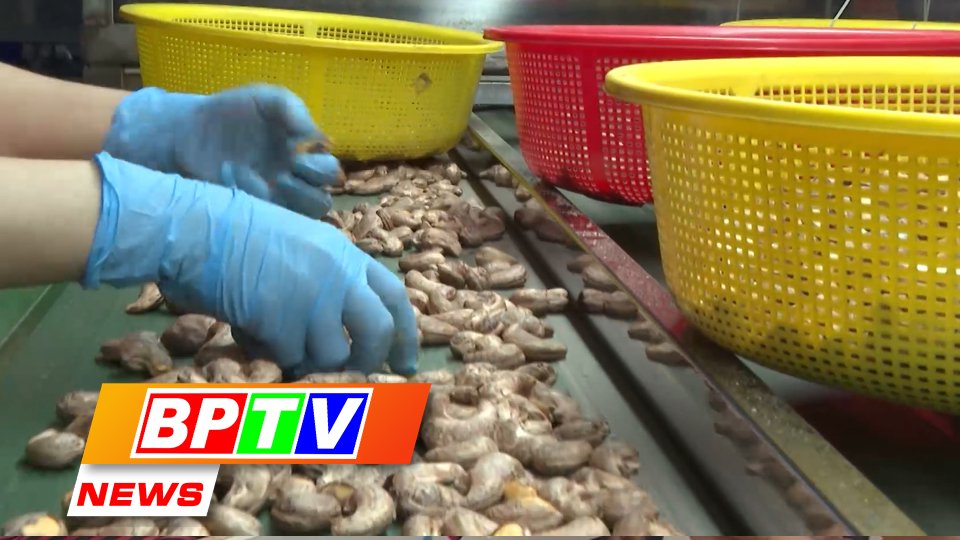 BPTV NEWS 4-9-2023: Supporting cashew value chain projects in Binh Phuoc province