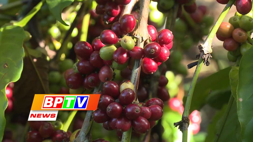 BPTV NEWS 5-8-2022: Binh Phuoc farmers to benefit from post-harvest techniques