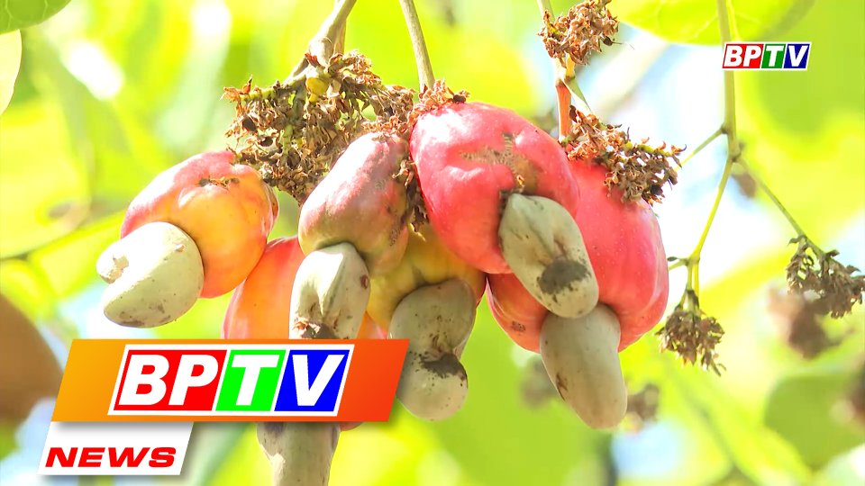 BPTV NEWS 5-9-2022: Cashew nuts contribute 4.6 trillion VND to agricultural sector