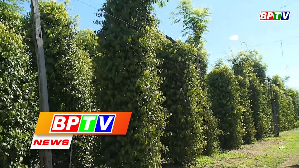 BPTV NEWS 6-3-2022: Binh Phuoc faces difficult pepper season