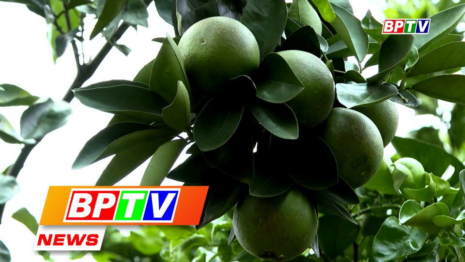 BPTV NEWS 6-9-2023: Domestic orange varieties expected to boost economic efficiency