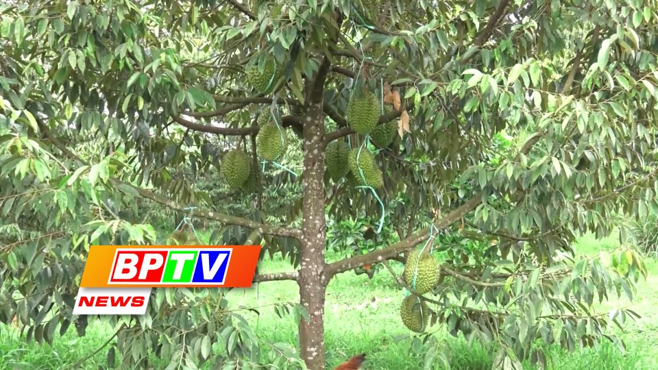 BPTV NEWS 7-10-2023: Binh Phuoc promoting mechanisation of agricultural production