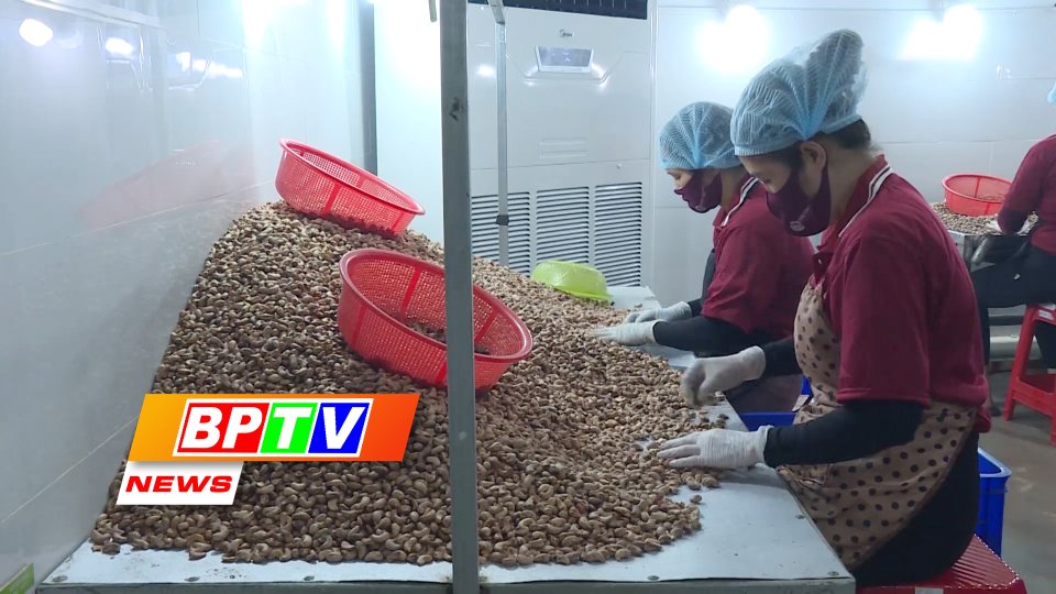 BPTV NEWS 7-12-2022: Intensive processing improving quality of Binh Phuoc cashew nuts