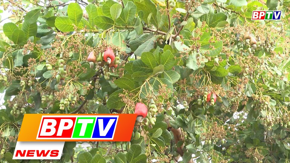BPTV NEWS 8-5-2022: Binh Phuoc developing intensive cashew production
