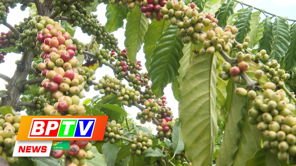 BPTV NEWS 8-6-2024: Binh Phuoc striving to pocket 2.5 billion USD from export of main products
