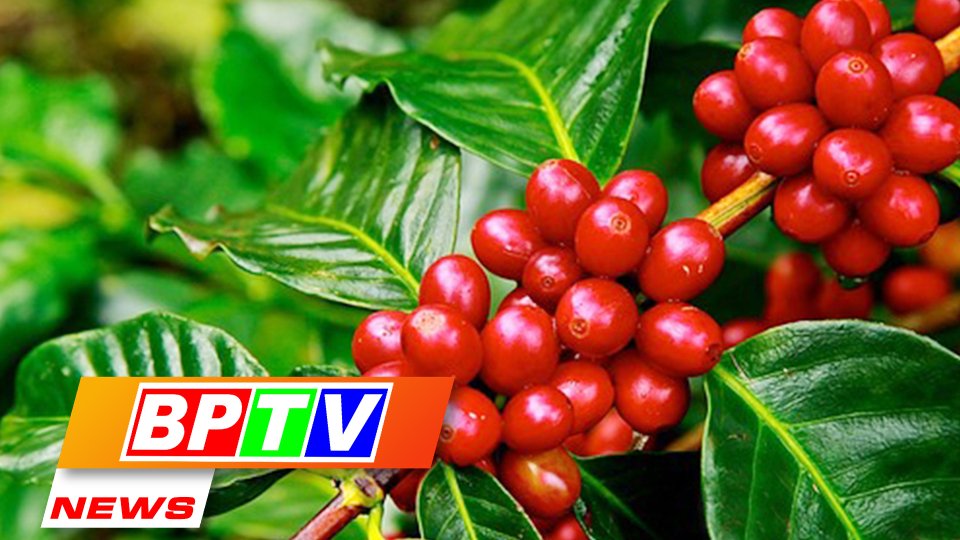 BPTV NEWS 8-8-2022: Vietnam posts two-fold growth in agricultural trade surplus