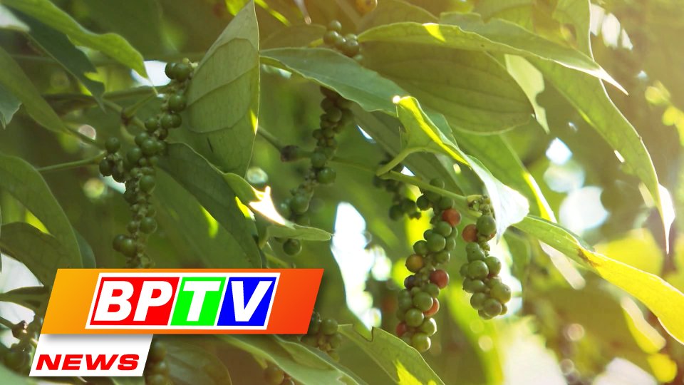 BPTV NEWS 9-1-2023: Vietnam remains top global peppercorn exporter