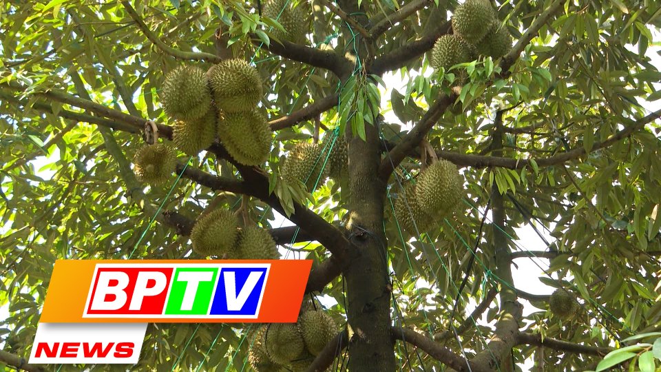 BPTV NEWS 9-6-2022: Notice on codes when exporting farm produce to China