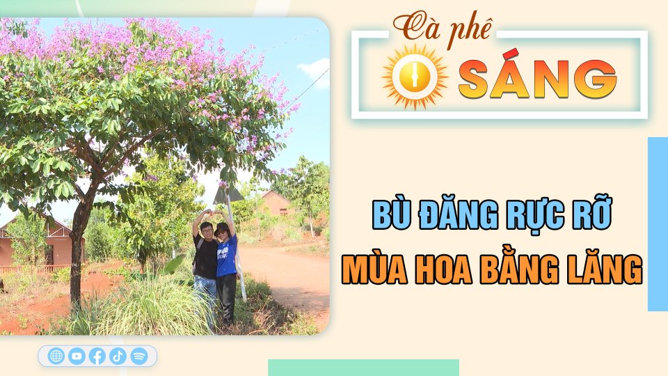 Bù Đăng rực rỡ mùa hoa bằng lăng, ấn tượng du khách | Cà phê sáng 27-4-2023 || BPTV