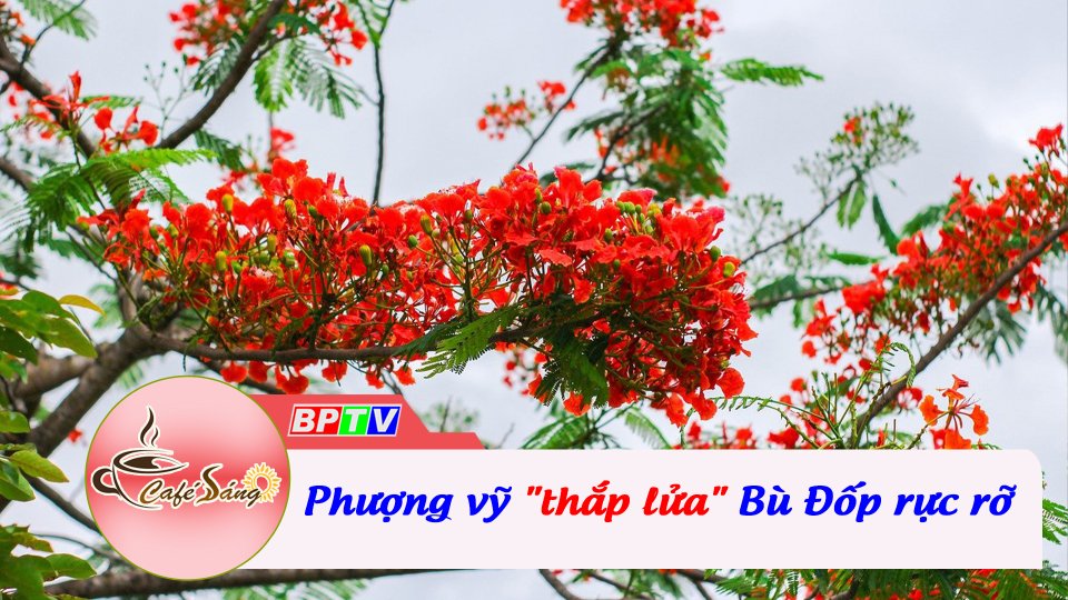 Bù Đốp rực rỡ phượng vỹ | Cà phê sáng 25-5-2022 | BPTV