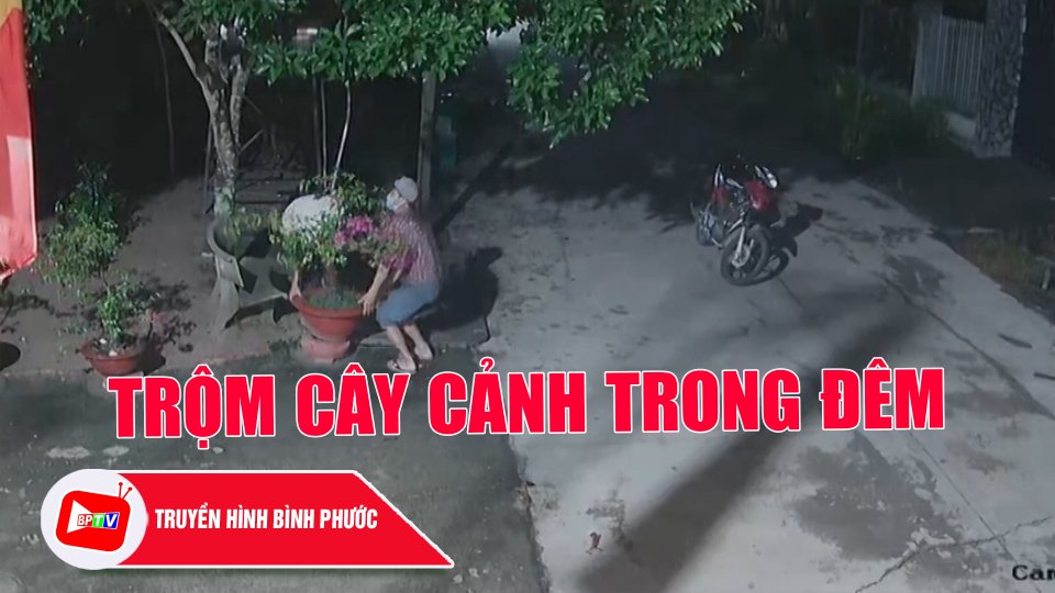 Bức xúc tình trạng trộm cây cảnh ở Chơn Thành |BPTV