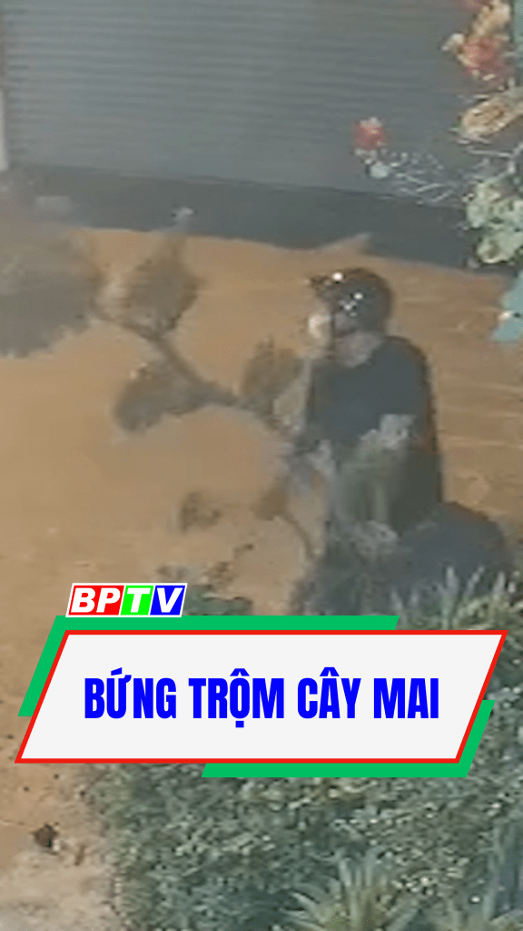 Bứng trộm c&acirc;y mai #shorts
