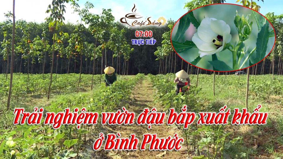 Buổi sáng trải nghiệm ở vườn đậu bắp xuất khẩu |Cà phê sáng 22-12-2021 |BPTV