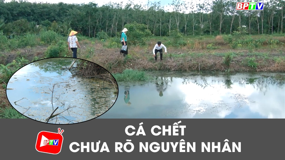 Cá chết chưa rõ nguyên nhân, người dân xã Long Tân lo lắng |BPTV