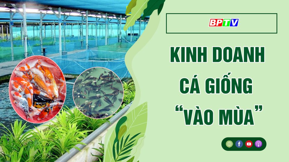 Cá giống vào mùa nuôi thả - sức mua tăng |BPTV