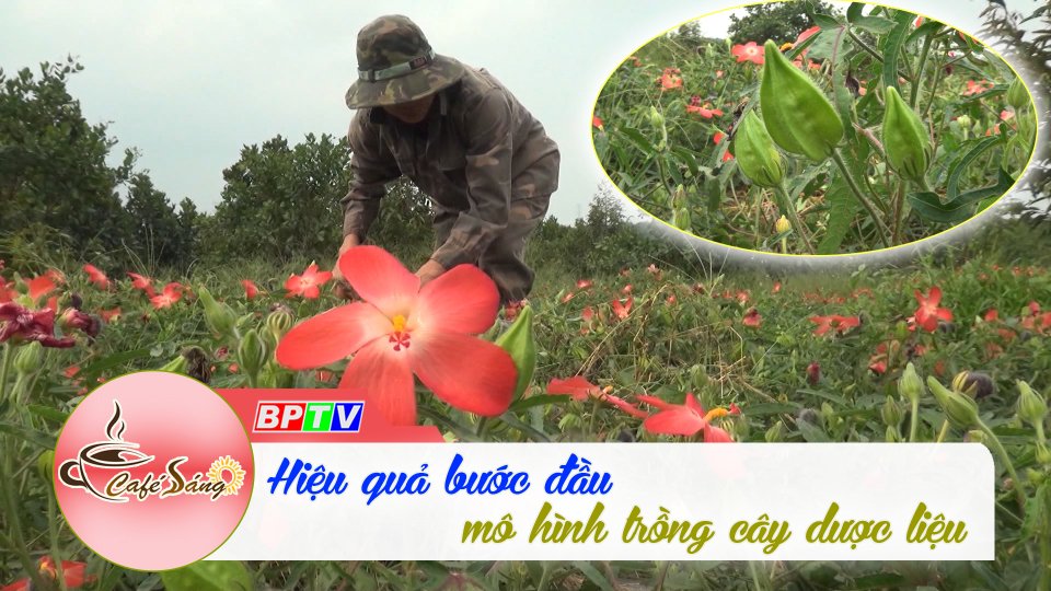 Cà phê sáng |05-5-2022| Hiệu quả bước đầu mô hình trồng cây dược liệu 