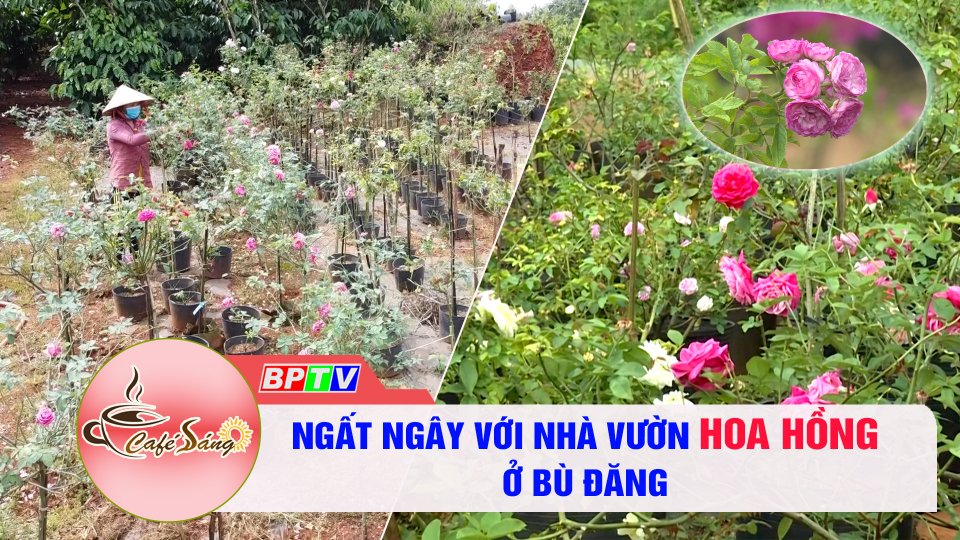 Cà phê sáng 07-12-2021 | “Rụng tim” với nhà vườn hoa hồng 