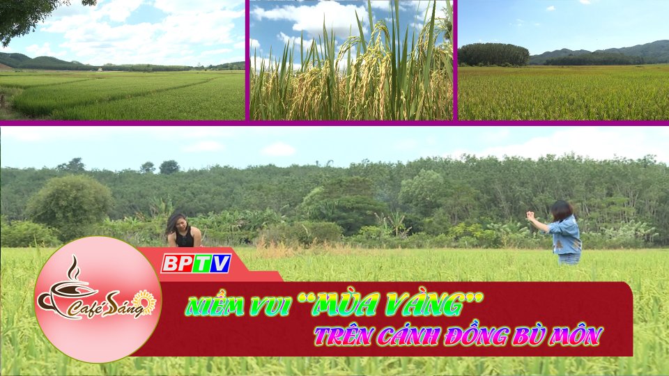 Cà Phê sáng |09-11-2021| Mùa vàng trên cánh đồng Bù Môn