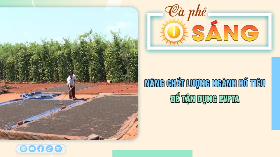 Cà Phê sáng | 10-8-2023 |Ngành hồ tiêu cần nâng chất lượng để tận dụng EVFTA 