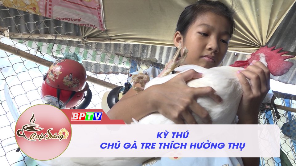 Cà phê sáng 11-11-2021 | Chú gà tre có sợ thích kỳ lạ: mê ẵm bồng và ngủ võng 