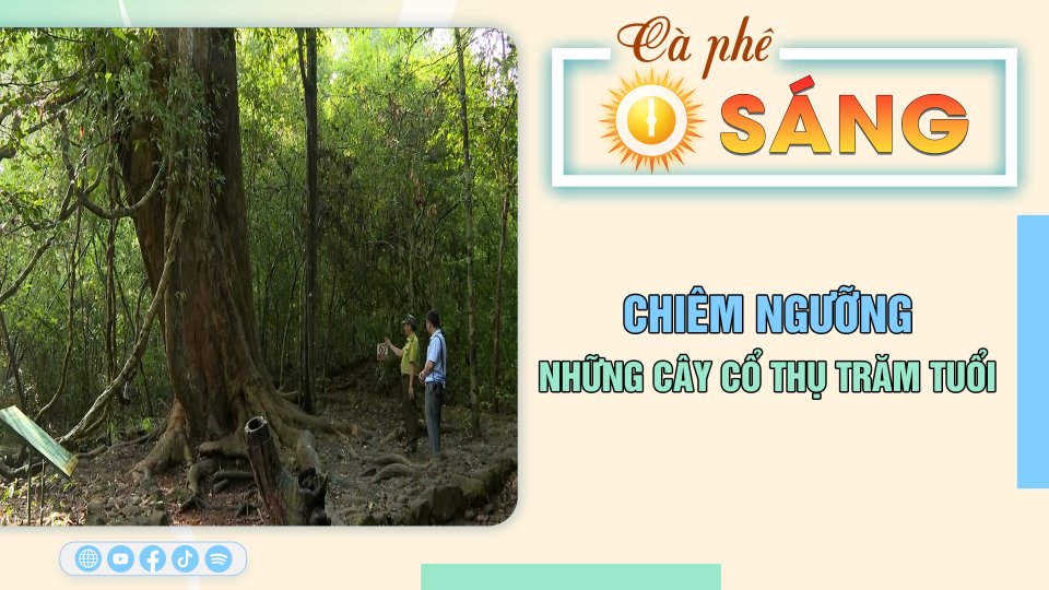 Cà Phê sáng | 12-5-2023 | Chiêm ngưỡng những cây cổ thụ trăm tuổi ở Nam Cát Tiên 
