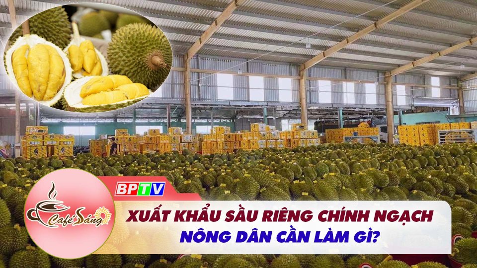Cà Phê sáng | 13-11-2022 | Xuất khẩu sầu riêng chính ngạch: Nông dân cần làm gì? 