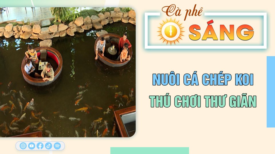 Cà Phê sáng | 16-8-2023 | Nuôi cá chép Koi - thú chơi thư giãn 