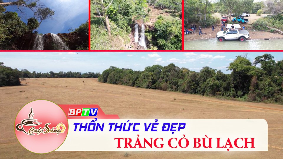 Cà Phê sáng |17-2-2022| Bù Lạch vàng rực đồng cỏ mênh mông 