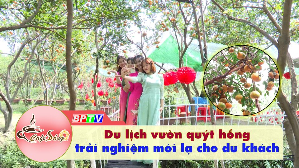 Cà Phê sáng | 18-1-2023 | Du lịch vườn quýt hồng, trải nghiệm mới lạ cho du khách