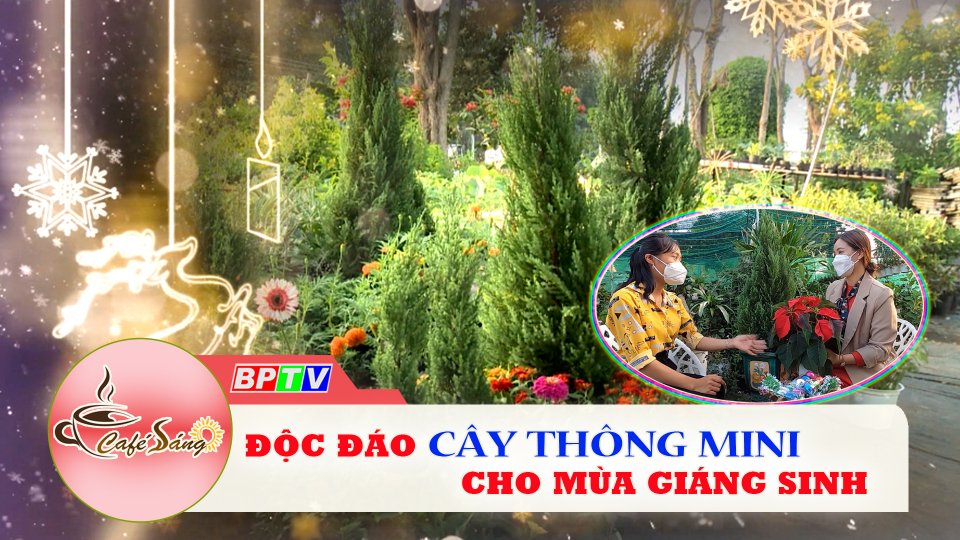 Cà Phê sáng |19-11-2021| Độc đáo cây thông mini cho mùa Giáng sinh