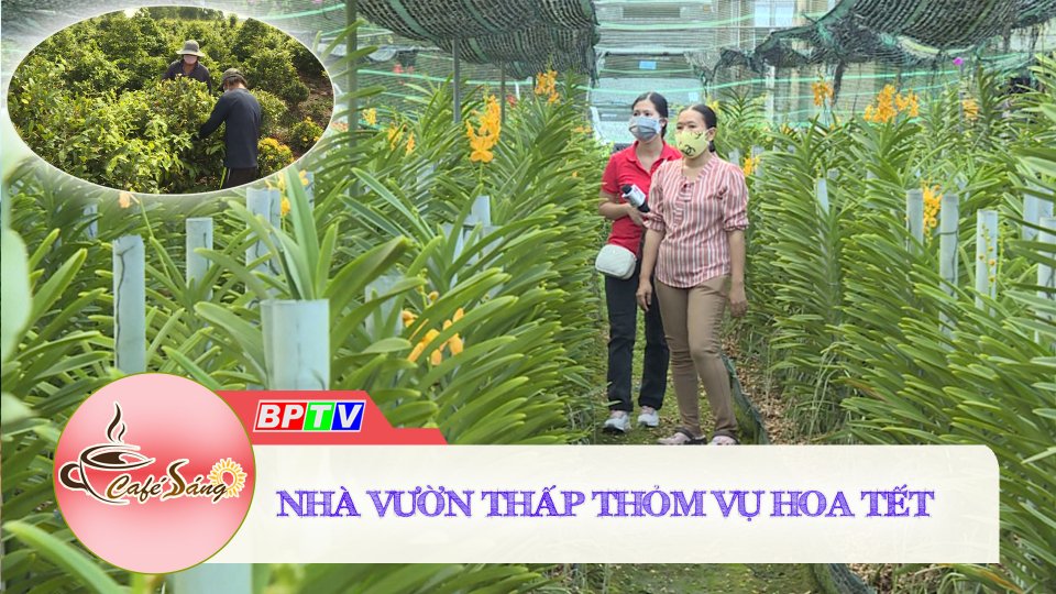 Cà Phê sáng |19-11-2021| Lo dịch bệnh, nhà vườn trồng hoa TP. Hồ Chí Minh cắt giảm sản lượng 