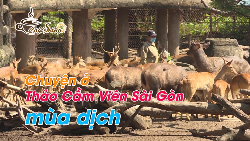 CÀ PHÊ SÁNG |19-7-2021| Thảo Cầm Viên Sài Gòn nuôi thú ra sao những ngày Covid-19?