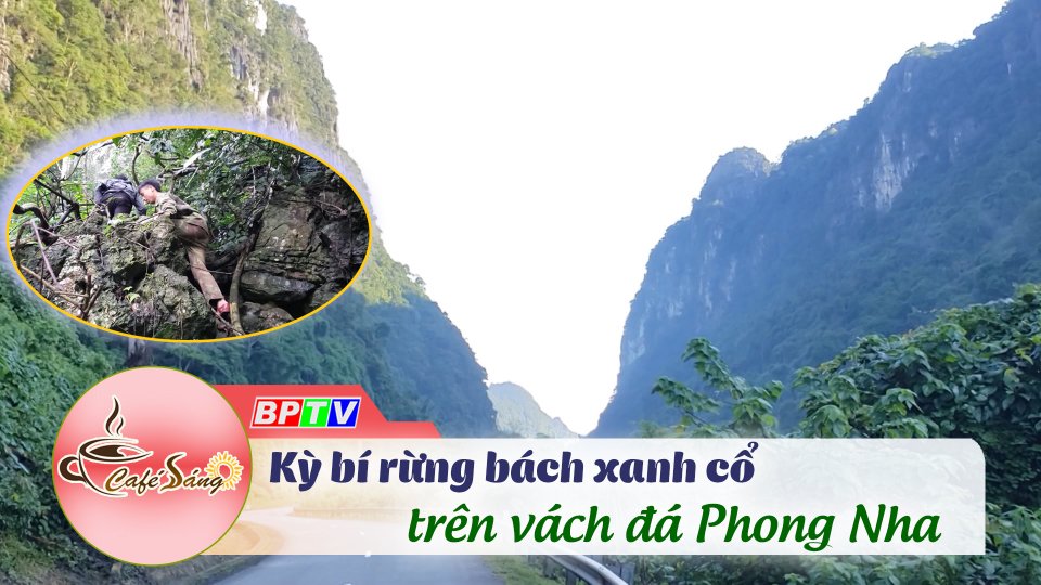 Cà Phê sáng |19-7-2022| Khám phá “linh mộc” giữa Vườn quốc gia Phong Nha 