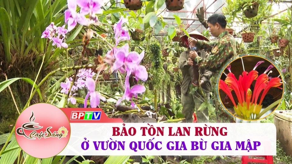 Cà Phê sáng | 20-9-2022 | Bảo tồn lan rừng ở Vườn Quốc gia Bù Gia Mập 