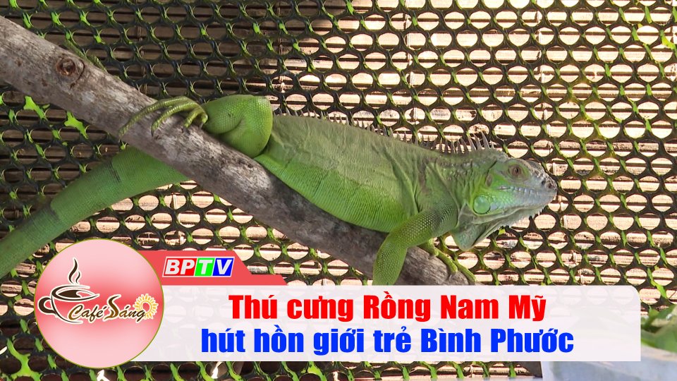 Cà Phê sáng |26-12-2021| Rồng Nam Mỹ - “Cơn sốt” thú cưng của giới trẻ Bình Phước