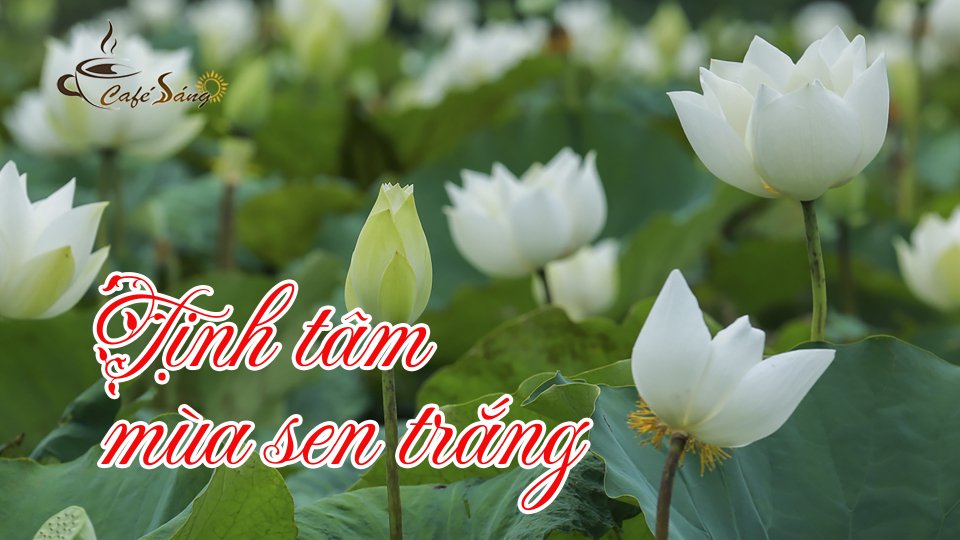 CÀ PHÊ SÁNG |2-7-2021| Hồi sinh cánh sen hoàng cung