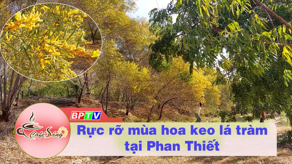 Cà Phê sáng 30-1-2023  | Rực rỡ mùa hoa keo lá tràm tại Phan Thiết