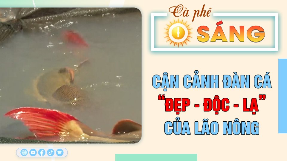 Cận cảnh đàn cá “đẹp - độc - lạ” của lão nông |Cà phê sáng 24-2-2023 ||BPTV
