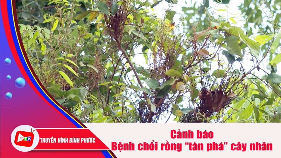 Cảnh báo bệnh chổi rồng “tàn phá” cây nhãn |BPTV