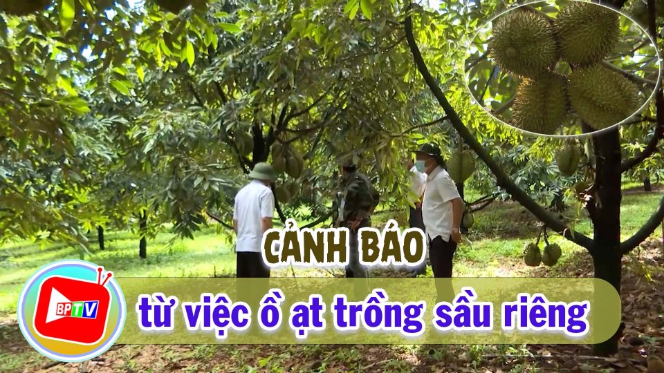 Cảnh báo: Nhiều nông dân Bình Phước phá bỏ tiêu, cà phê trồng sầu riêng 