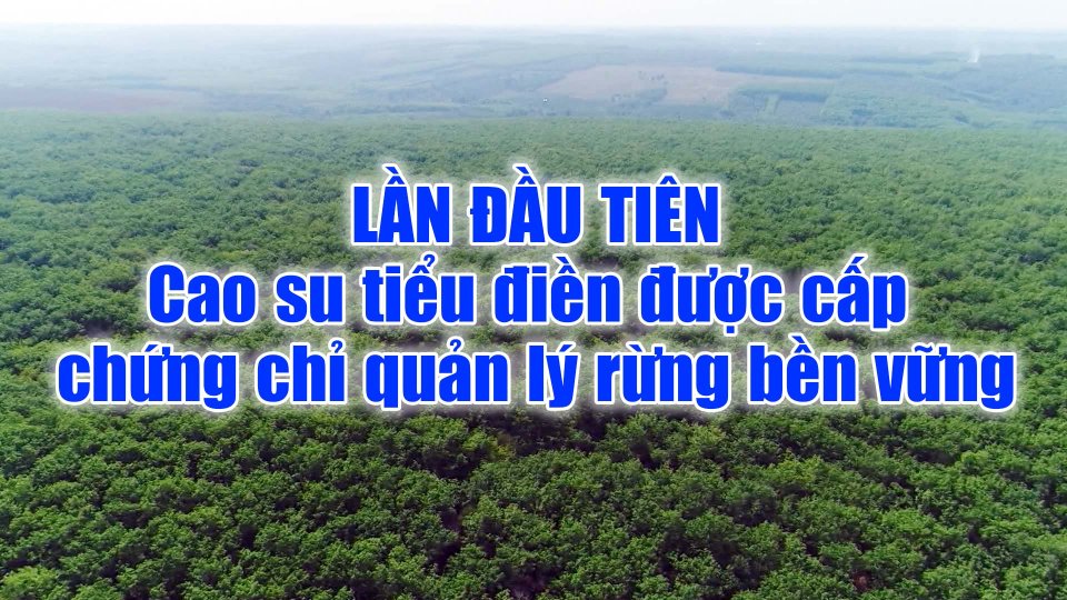 Cao su tiểu điền lần đầu được cấp chứng chỉ quản lý rừng bền vững |BPTV