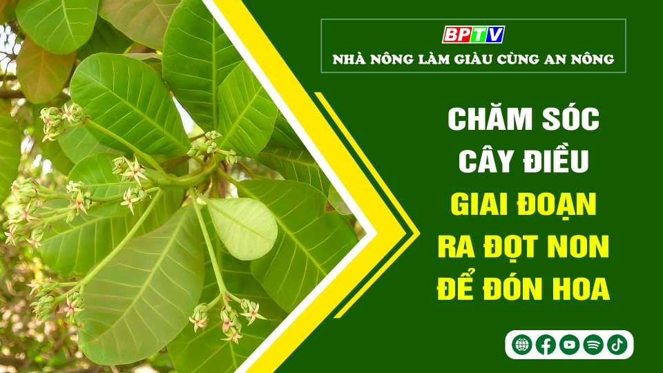 🍀CHĂM SÓC CÂY ĐIỀU GIAI ĐOẠN RA ĐỌT NON ĐỂ ĐÓN HOA | Nhà nông làm giàu cùng An Nông