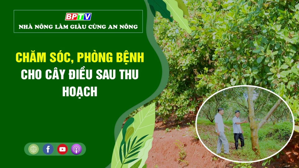 🍀 Chăm sóc, phòng bệnh cho cây điều sau thu hoạch | Nhà nông làm giàu cùng An Nông