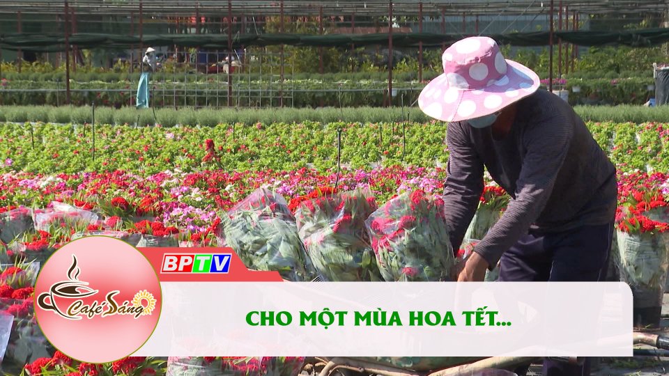 Chờ một mùa hoa đẹp |Cà phê sáng 29-1-2022 |BPTV