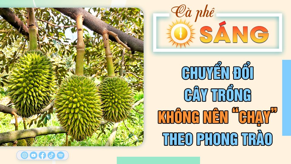 Chuyển đổi cây trồng: Không nên “chạy” theo phong trào | Cà phê sáng 10-3-2023 || BPTV